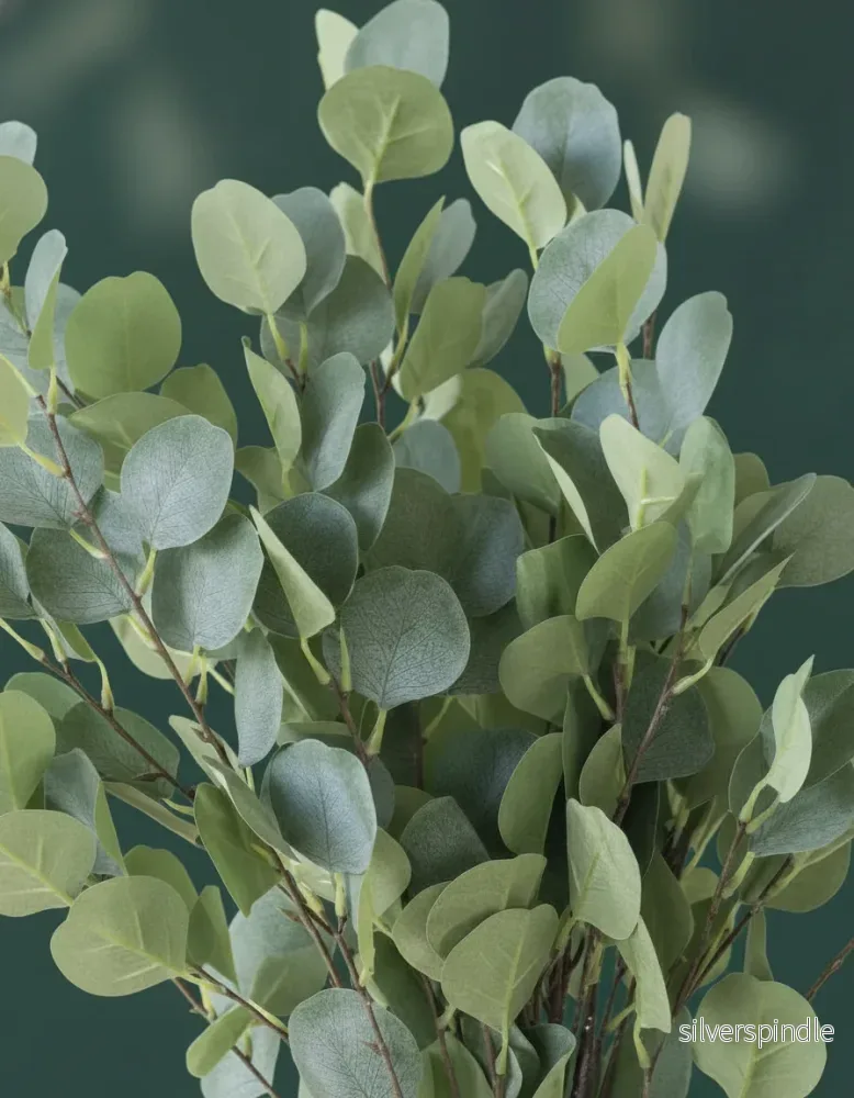 Eukalyptus ‘Silver Dollar’