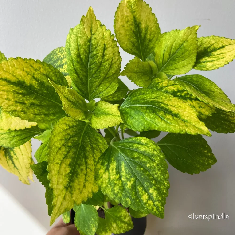 Palettblad ‘Kiwano’ - Bild 2