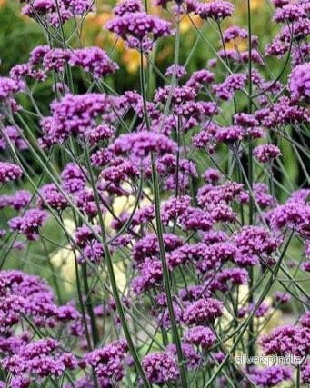 Jätteverbena - Bild 2