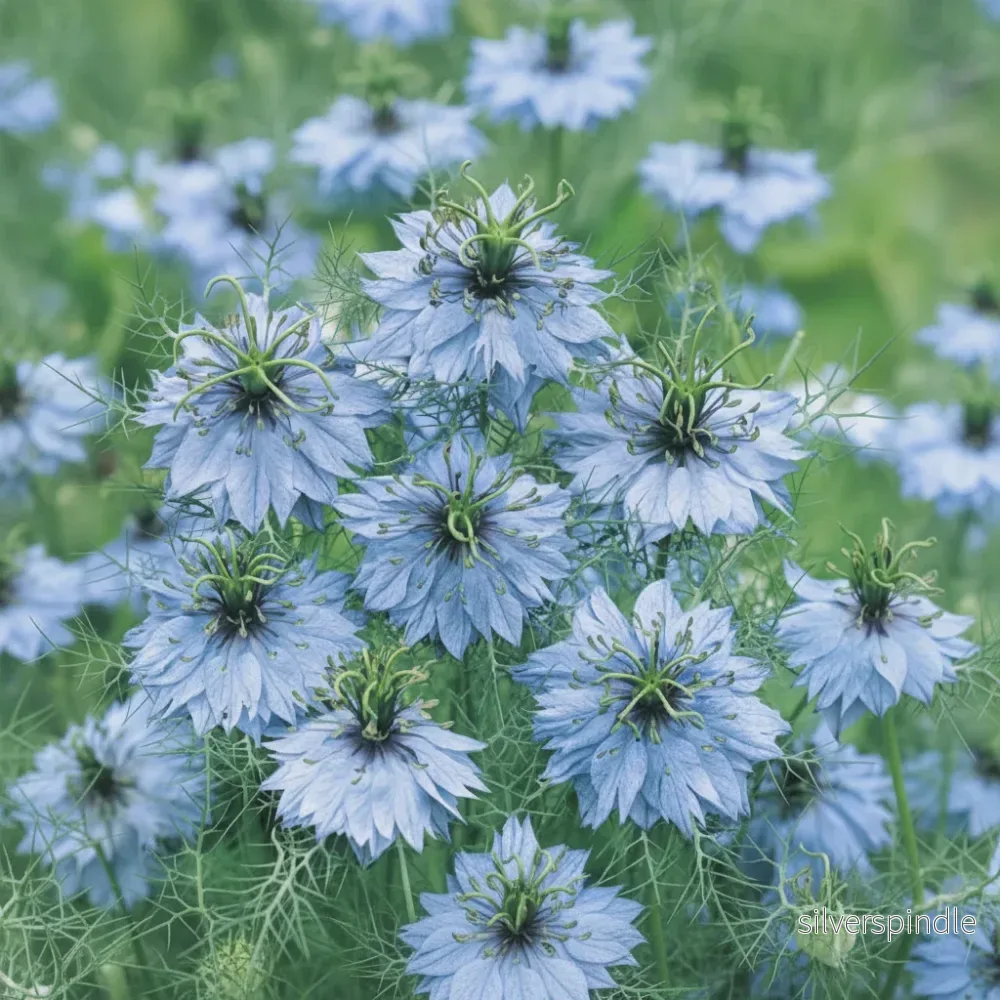 Jungfrun i det gröna ‘Miss Jekyll Sky Blue’ Jungfrun i det gröna ‘Miss Jekyll Sky Blue’