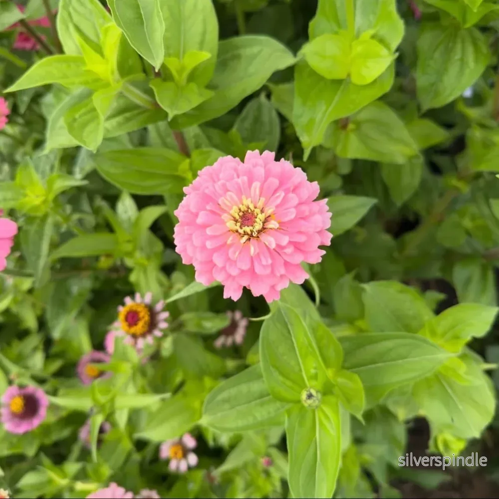 Zinnia ‘Exquisite’ - Bild 3