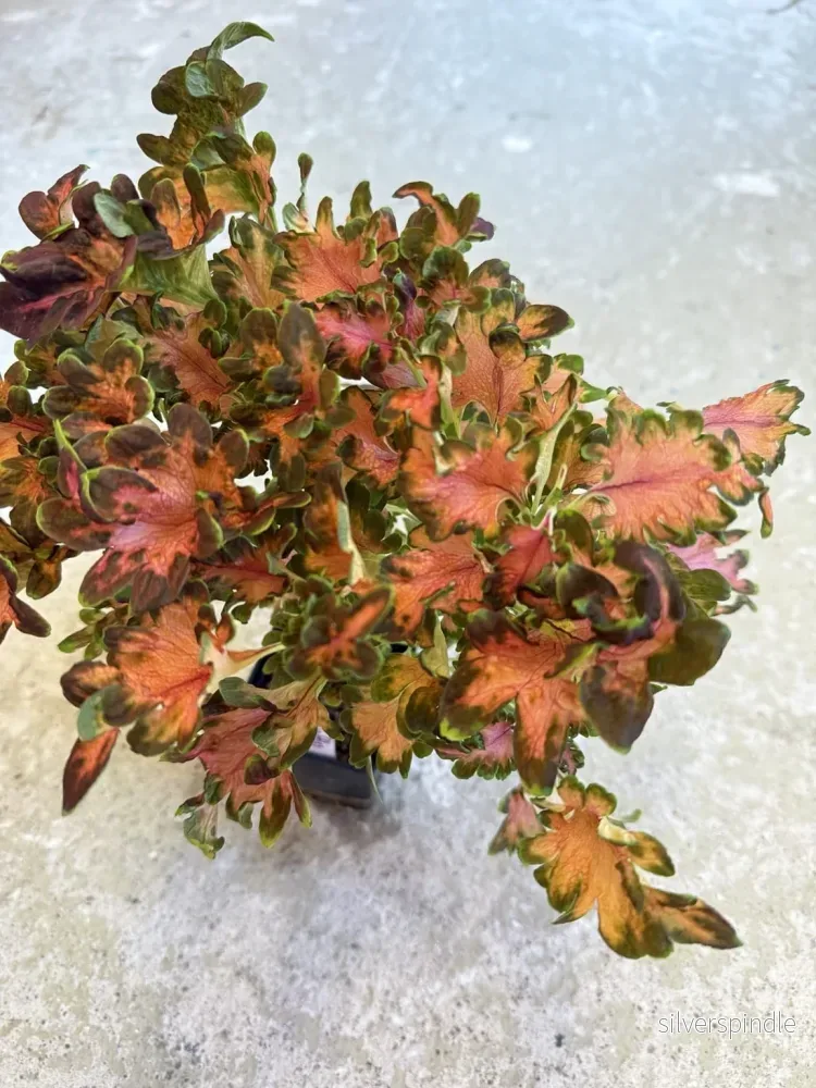 Palettblad ’Ruffles Copper’