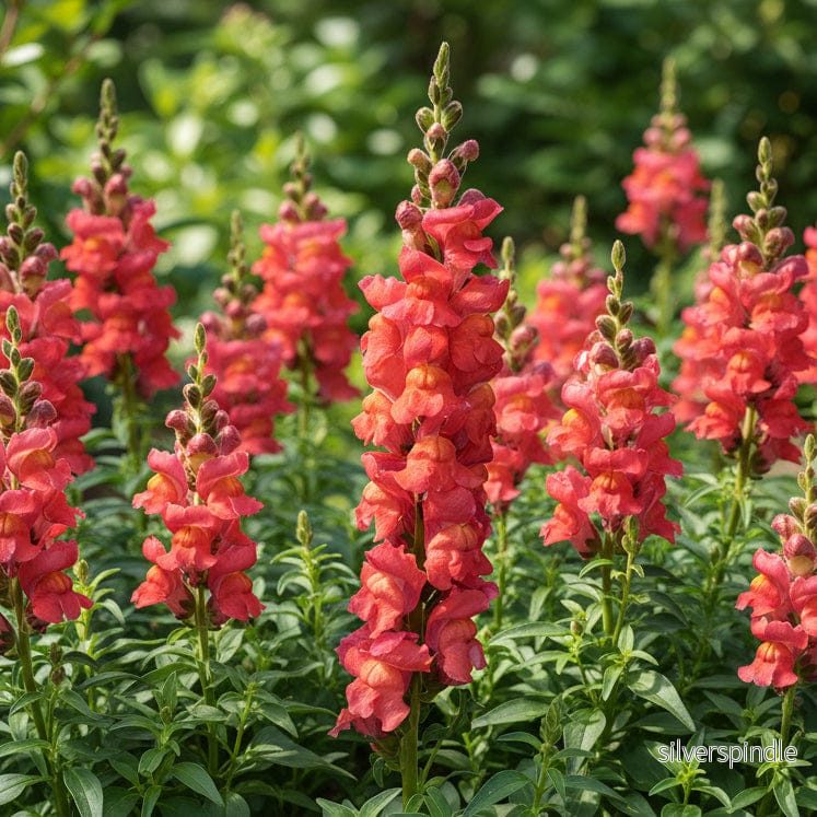 Lejongap ‘Maryland Flamingo’ F1