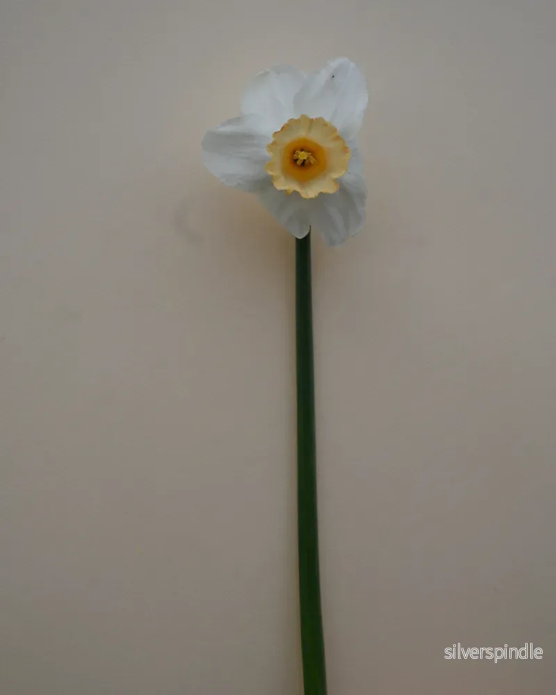 Narciss 'Salome' - Bild 3