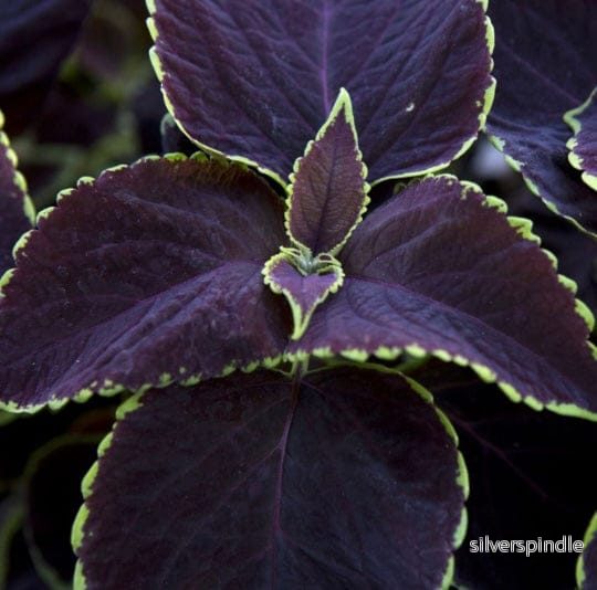 Palettblad ‘Premium Sun Chocolate Mint’ Palettblad ‘Premium Sun Chocolate Mint’
