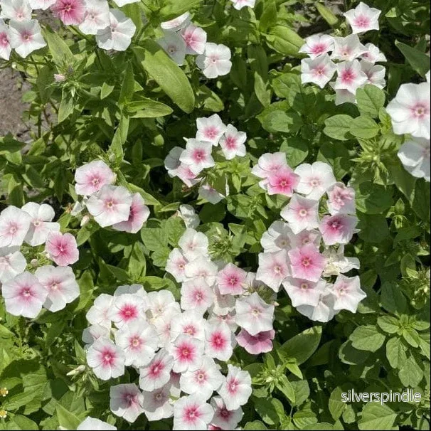 Sommarflox ‘Blushing Bride’ - Bild 3