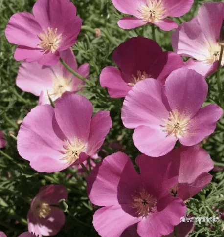 Sömntuta ‘Purple Gleam’ Sömntuta ‘Purple Gleam’