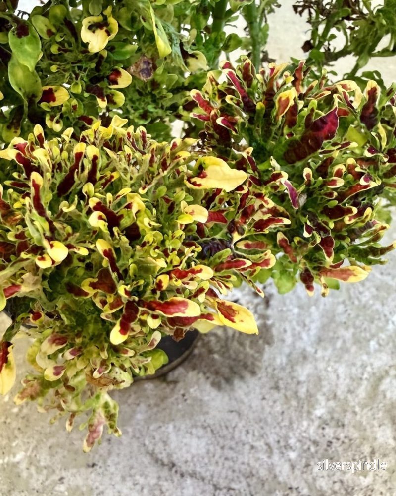 Palettblad ’Palettparadisets F2604’