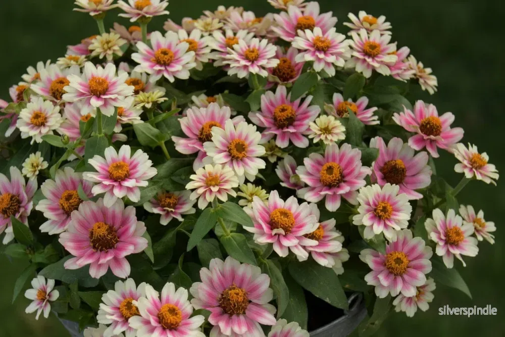 Zinnia ‘Profusion Cherry Bicolour’