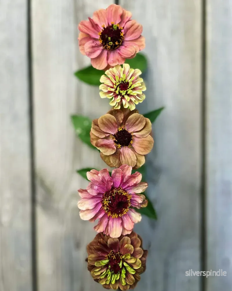 Zinnia ´Queeny Lime Red´ - Bild 2