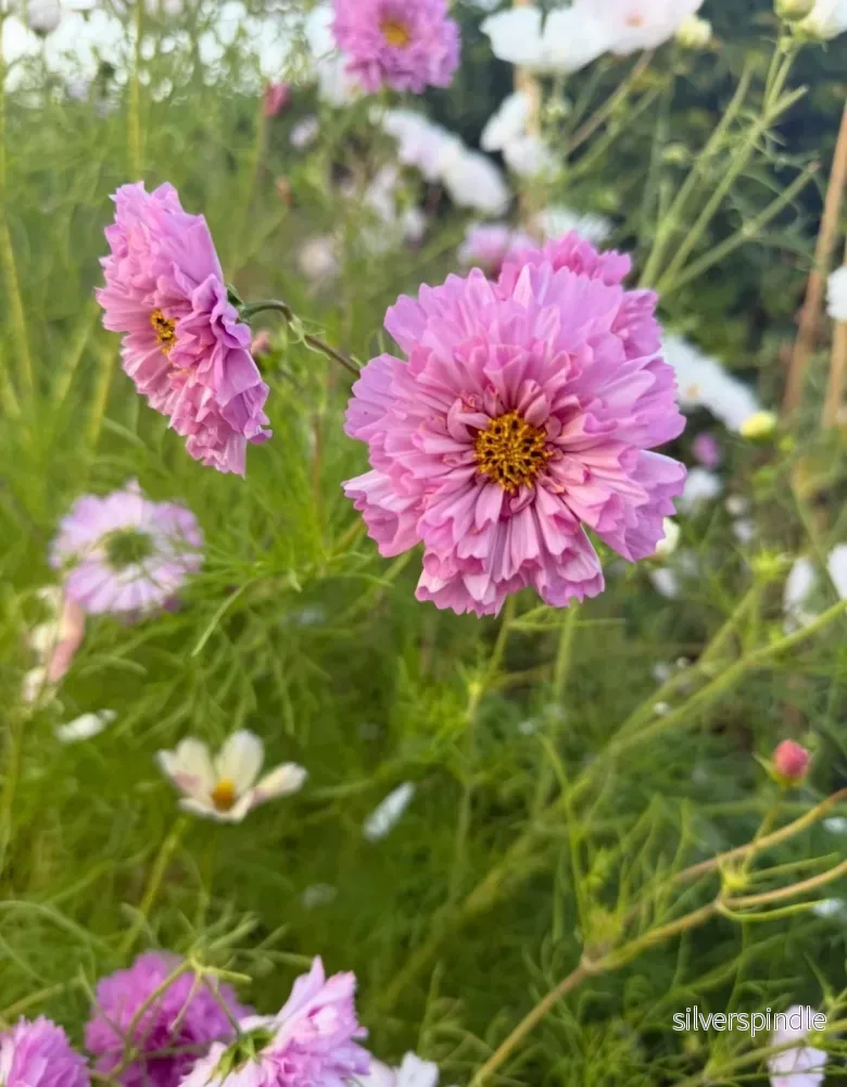 Rosenskära ‘Double Dutch Rose’ - Bild 2