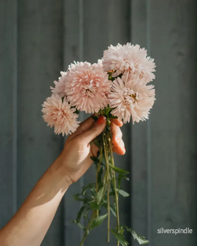 Aster ´King Size Apricot´ - Bild 2