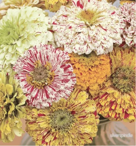 Zinnia ‘Candy Stripe Mix’ Zinnia ‘Candy Stripe Mix’