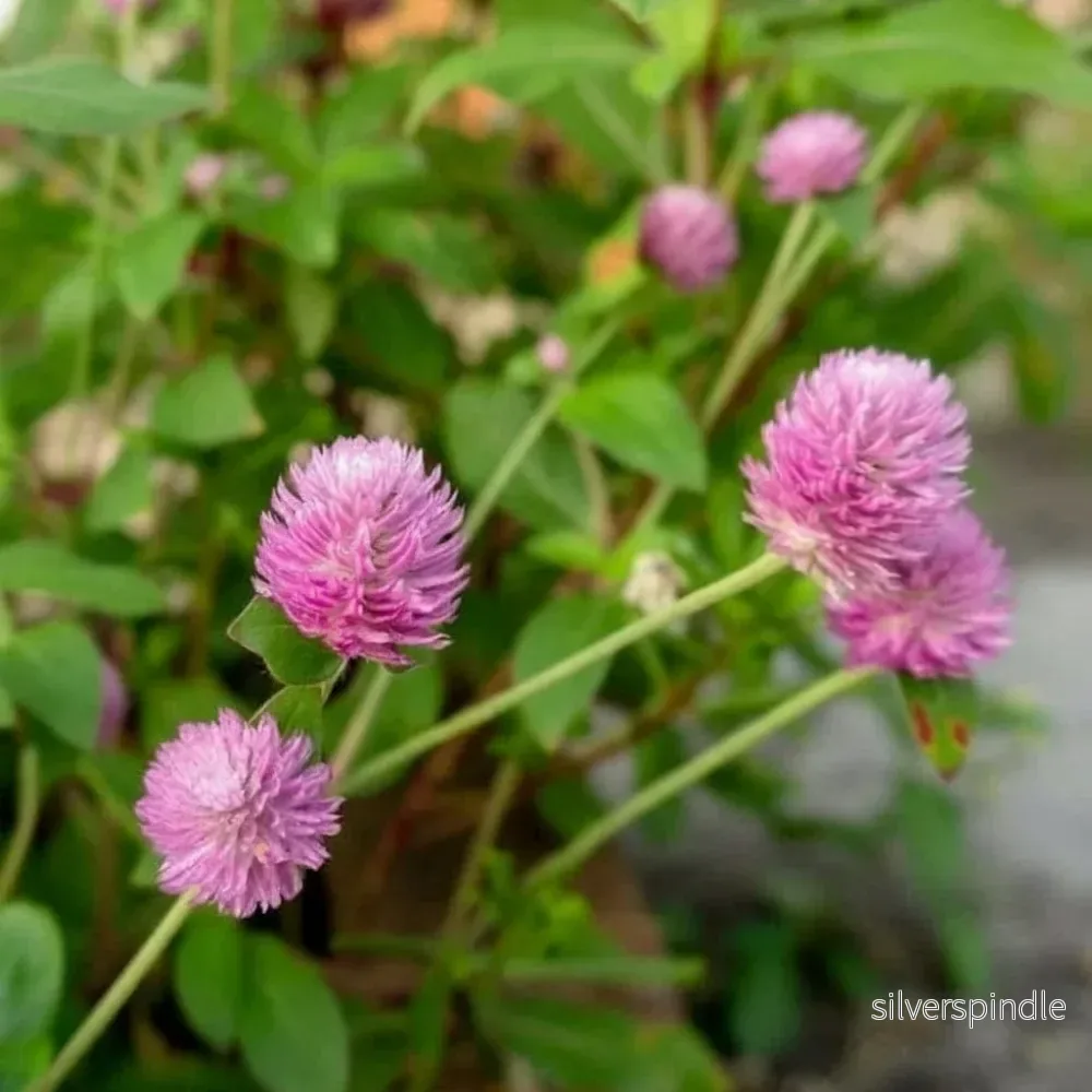 Klotamarant ‘Pink Globe’ Klotamarant ‘Pink Globe’