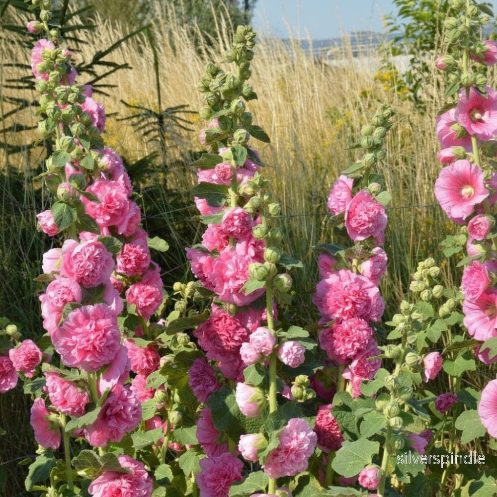 Stockros ‘Chater’s Rose’ - Bild 3
