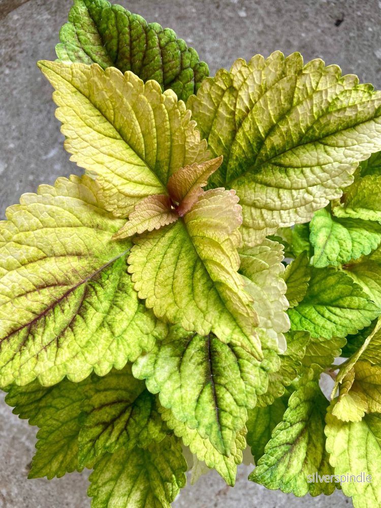 Palettblad ‘Macaroon’