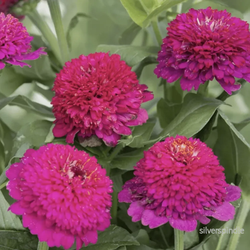 Zinnia ‘Cresto! Violet’ Zinnia ‘Cresto! Violet’