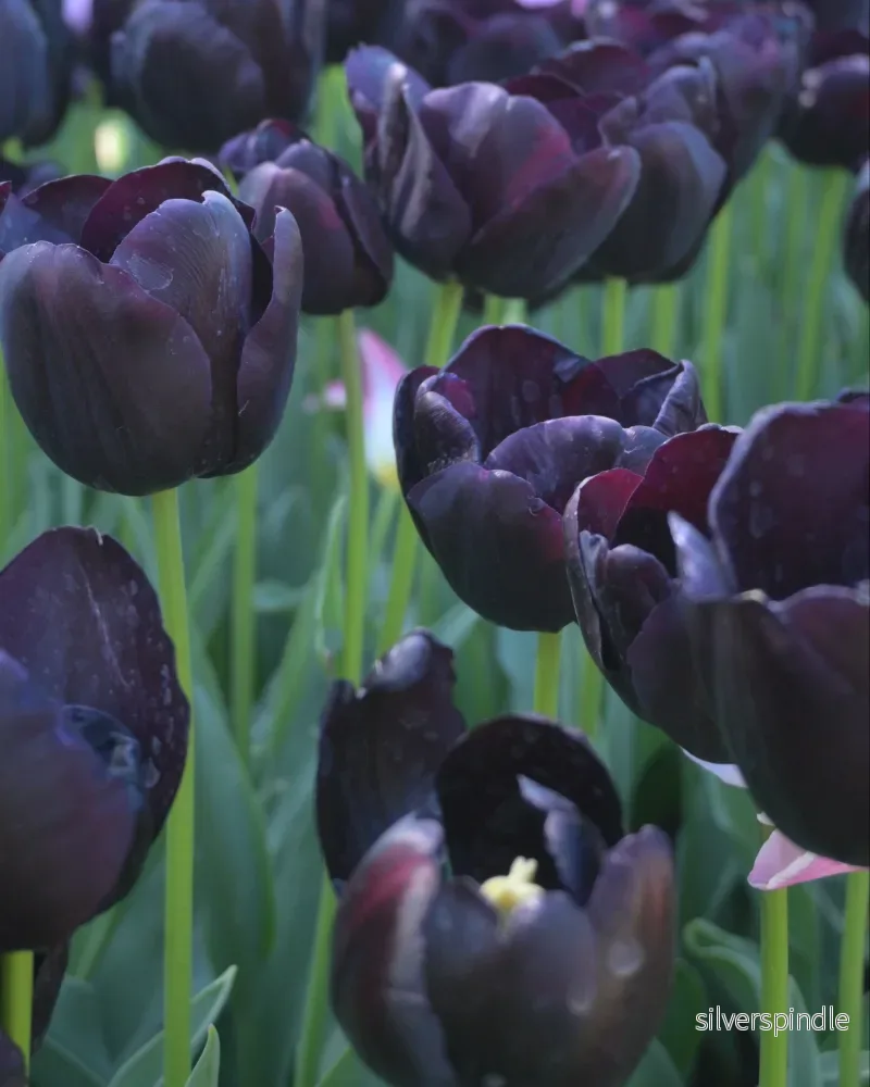 Tulpan ’Queen Of Night’