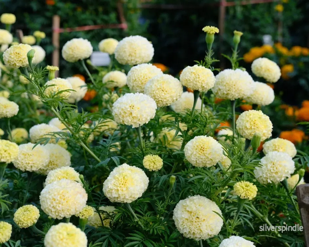 Tagetes ‘White Swan’