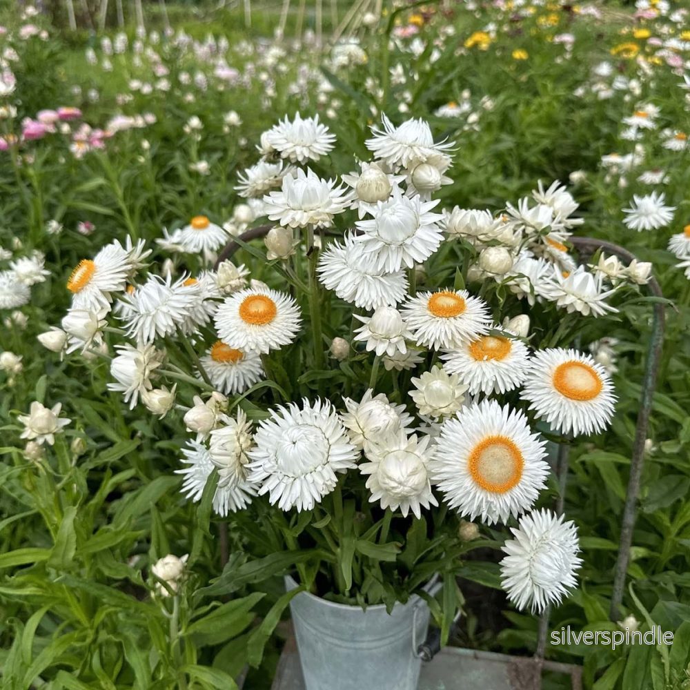 Jätteeternell ‘Silver White’