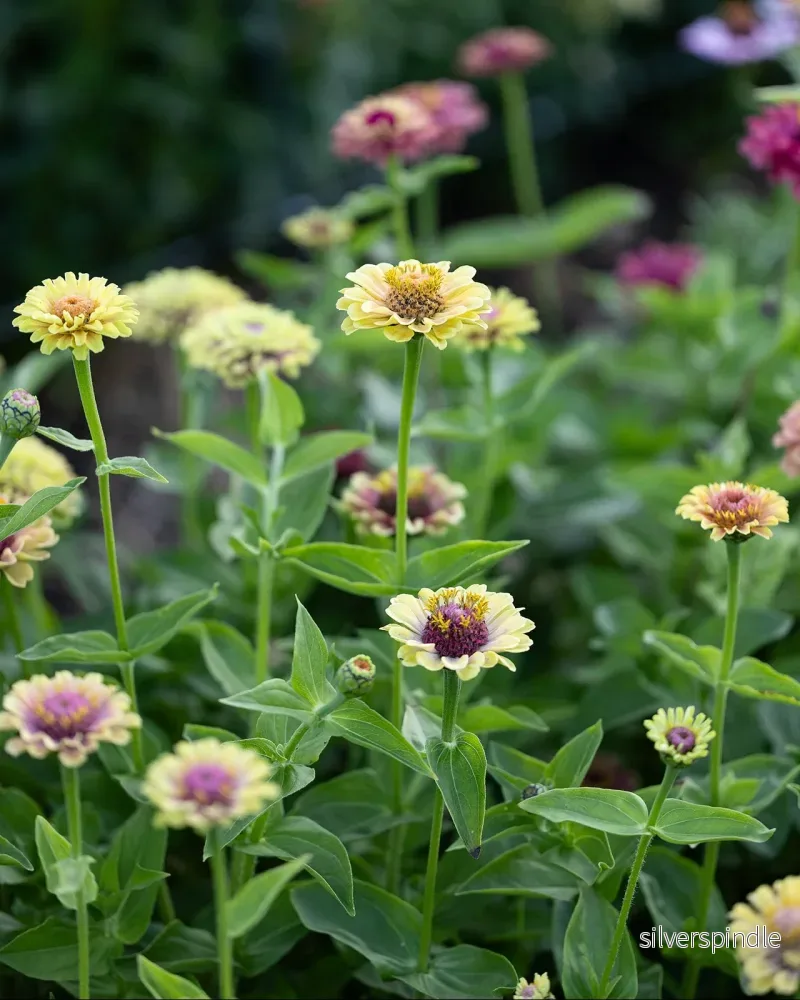 Zinnia ´Queeny Lime with blush´ - Bild 3