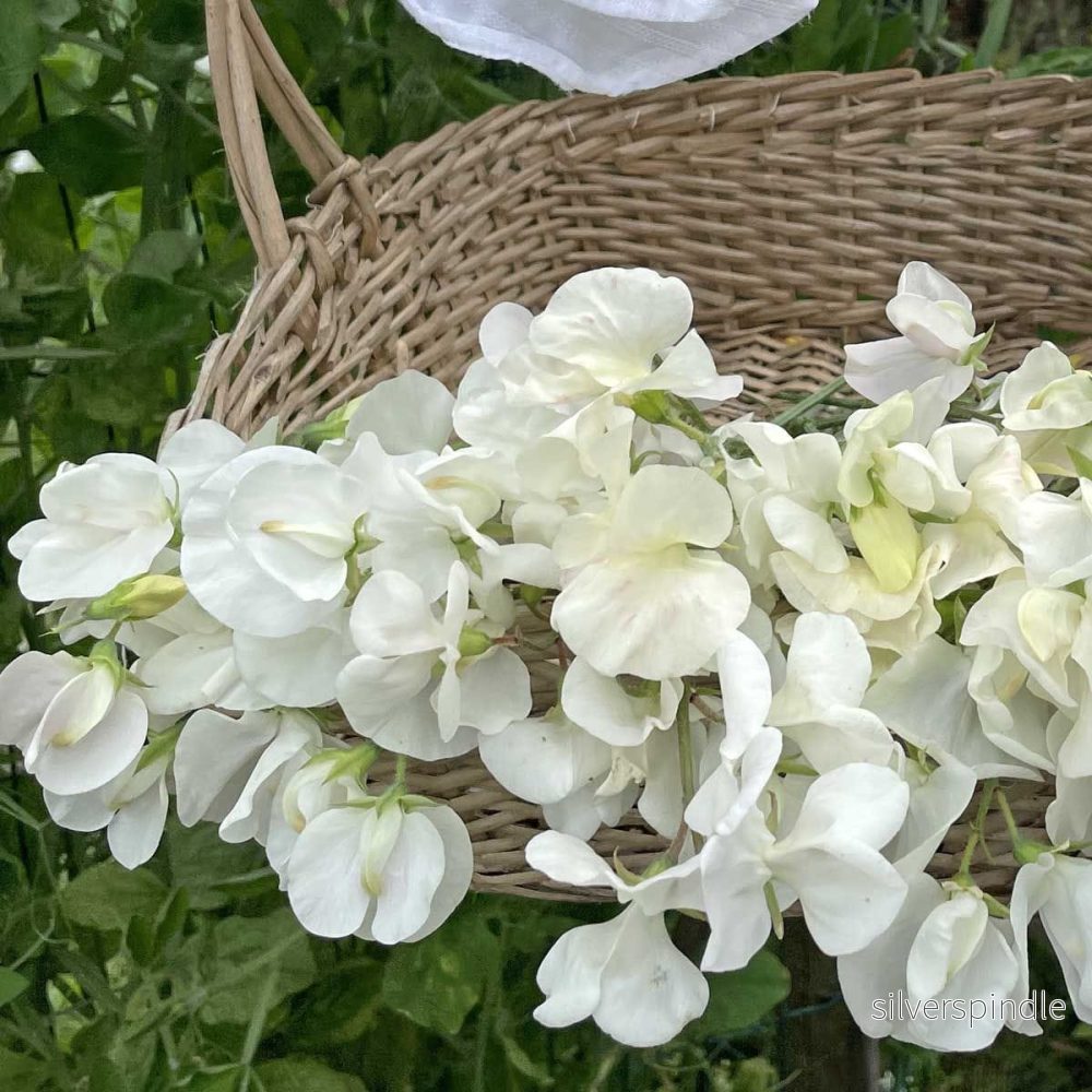 Luktärt ’Royal Wedding’ Luktärt ’Royal Wedding’