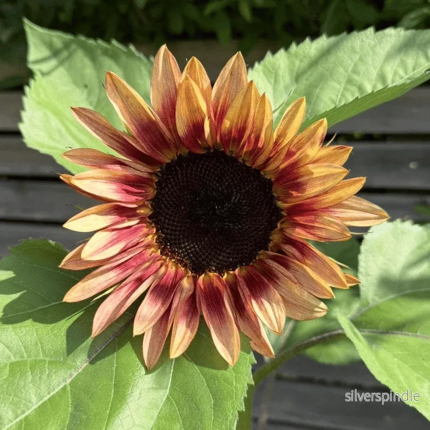 Solros ‘Pro Cut Plum F1’