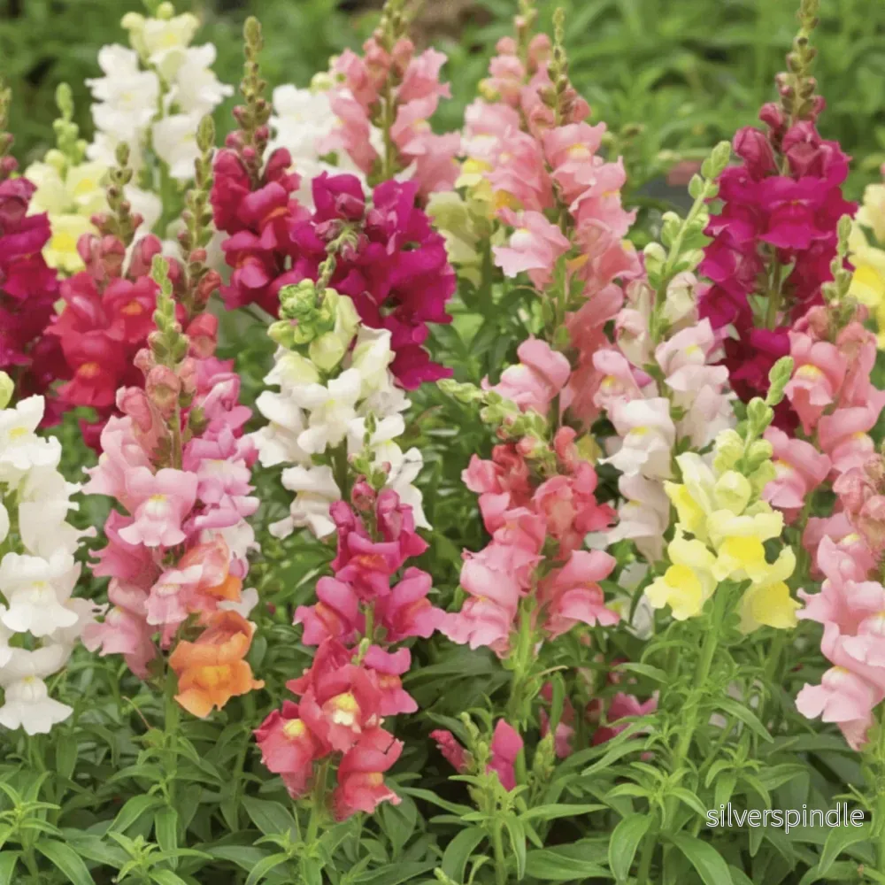 Lejongap ‘Rainbow Mix’ Lejongap ‘Rainbow Mix’
