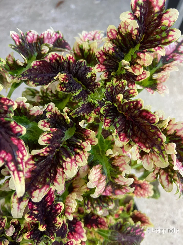 Palettblad ‘Gilda’
