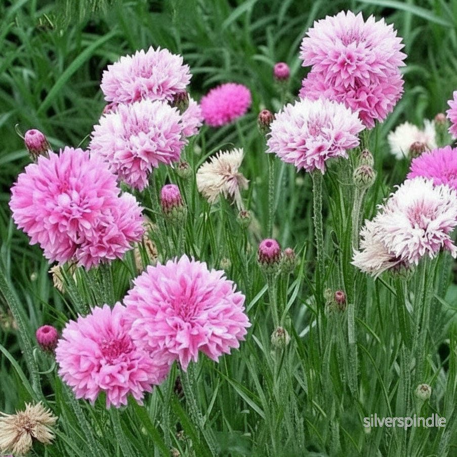 Blåklint ‘Pink Ball’ Blåklint ‘Pink Ball’