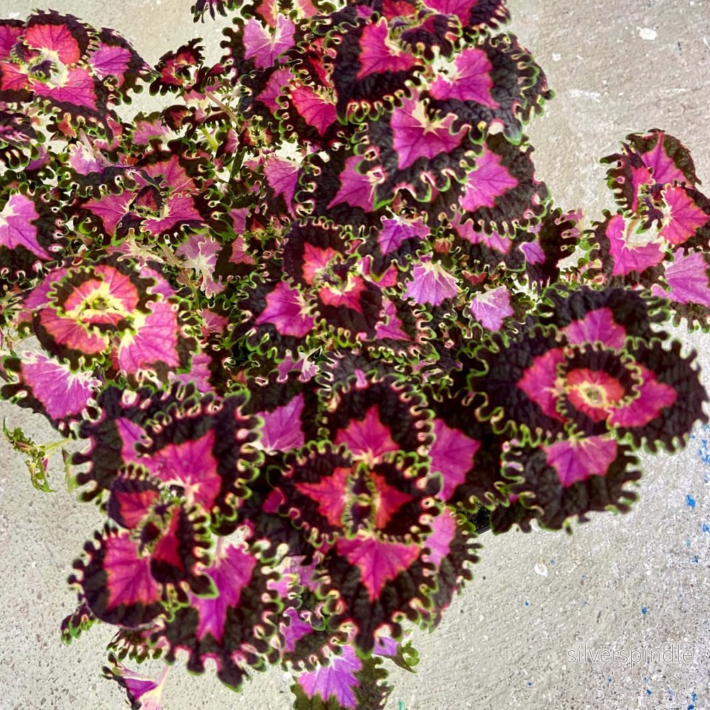 Palettblad ‘Colorful Duckfoot Rosa Sport’