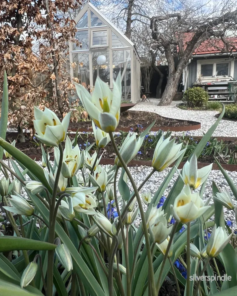 Botanisk tulpan 'Turkestanica' - Bild 2
