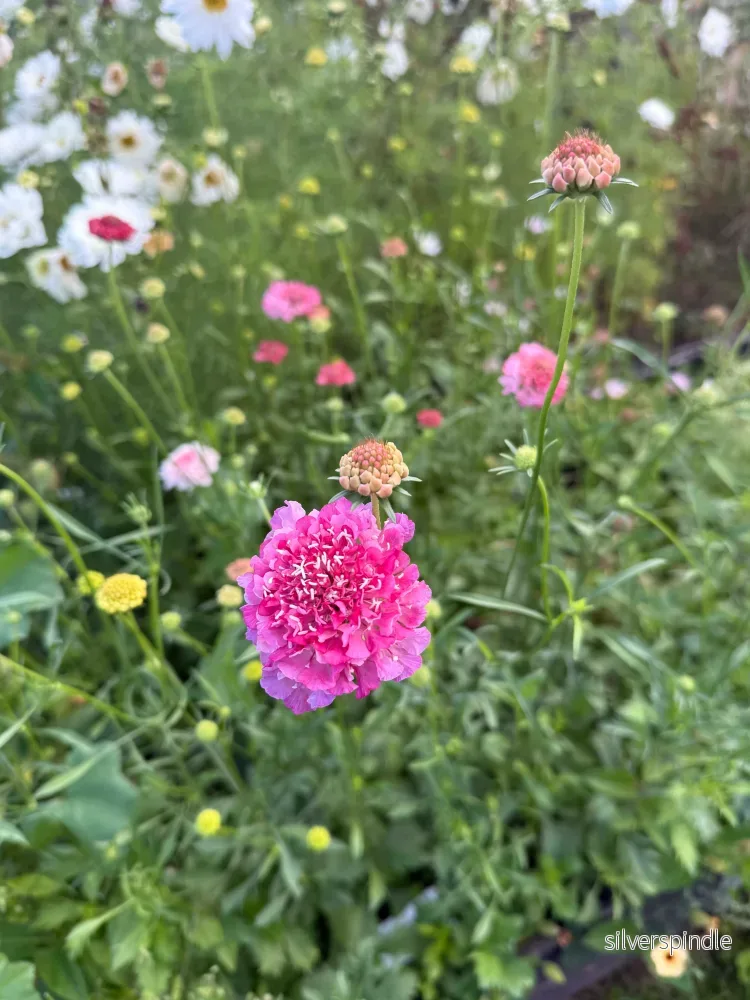 Praktvädd ’Tall Double Rose’ - Bild 2