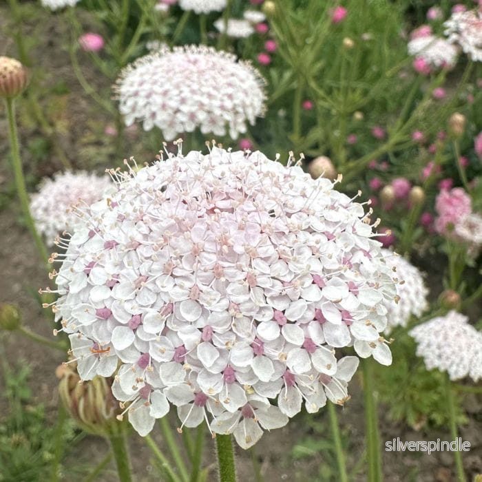Spetsblomma ‘Lace Pink’ - Bild 2