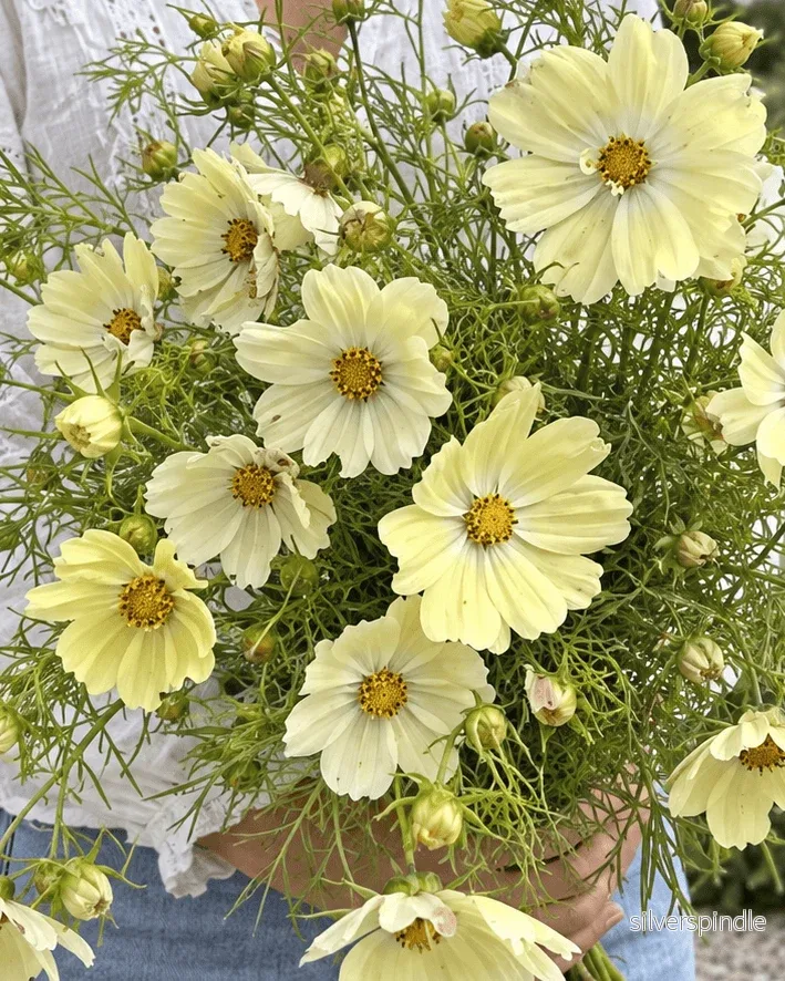 Rosenskära ‘Kiiro’ - Bild 2
