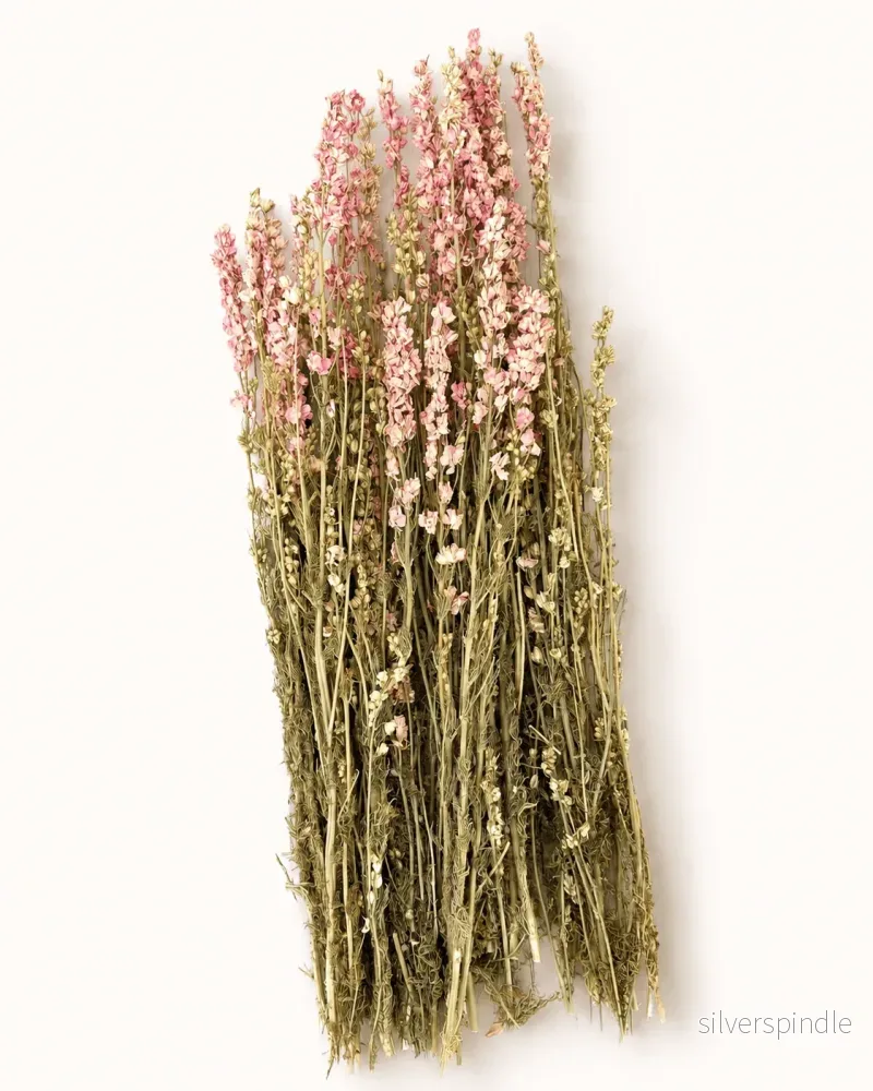 Torkad riddarsporre – rosa