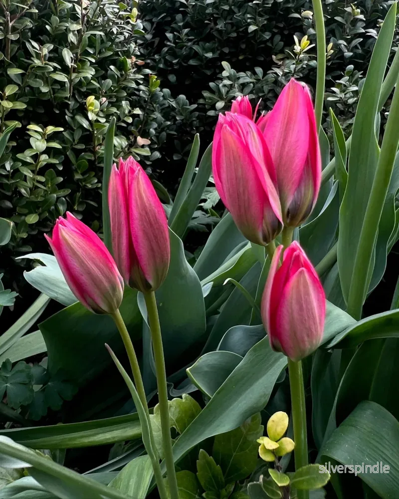 Tulpan 'Little Beauty ' - Bild 2