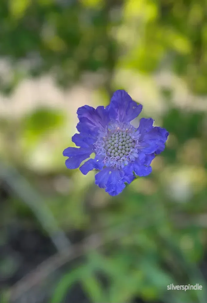 Höstvädd ´Fama Deep Blue´ - Bild 2