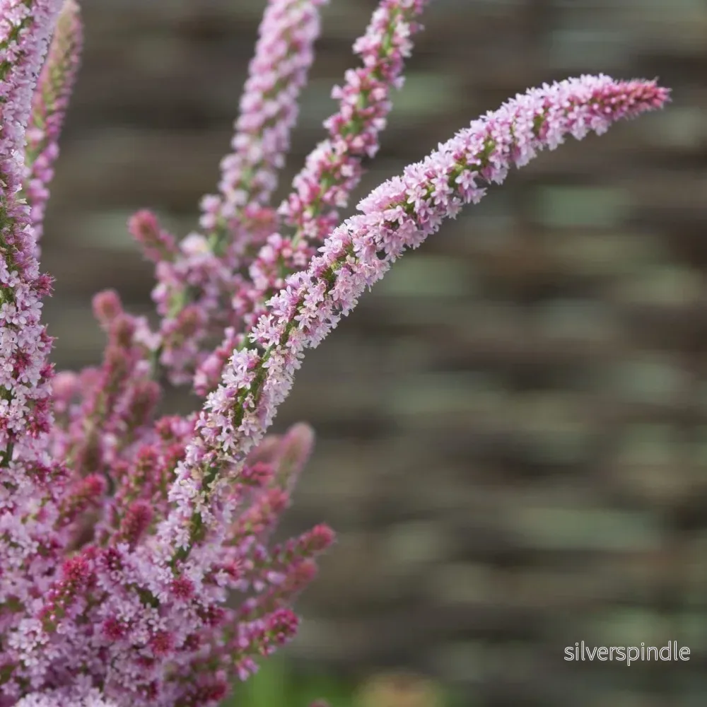 Axrisp ‘Pink Pokers’