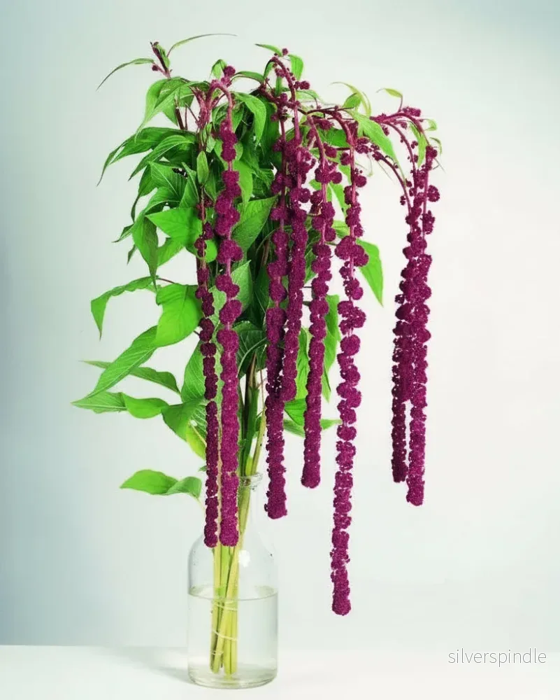 Amaranthus ‘Pony Tails’