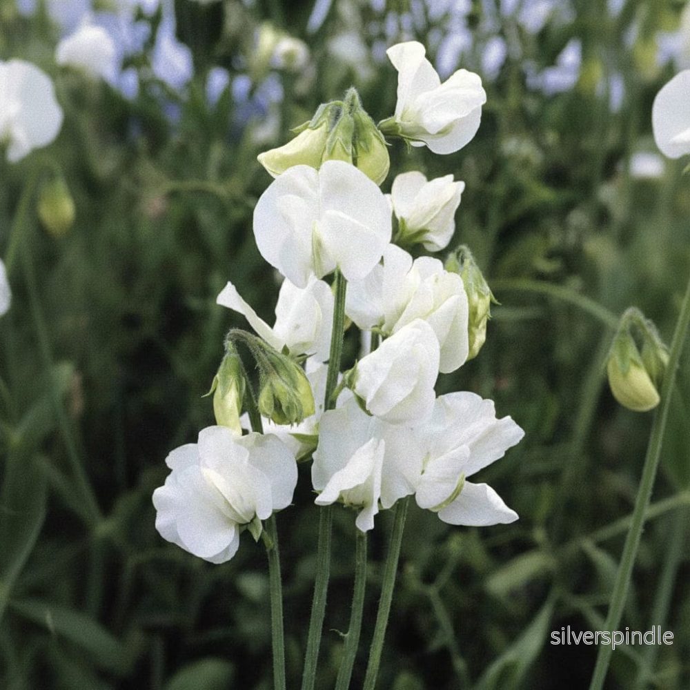 Luktärt ‘Royal White’ - Bild 2