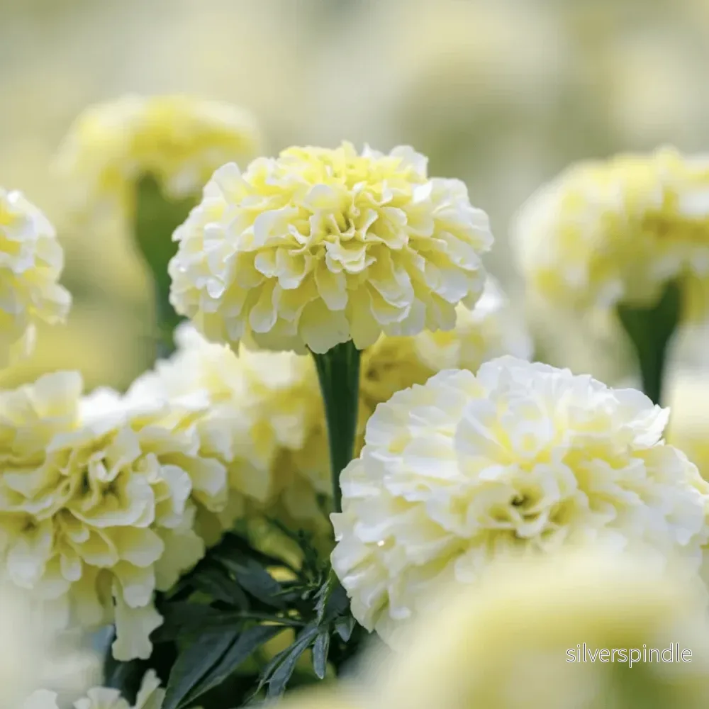 Tagetes ’Vanilla’ F1 – krämvit jättetagetes
