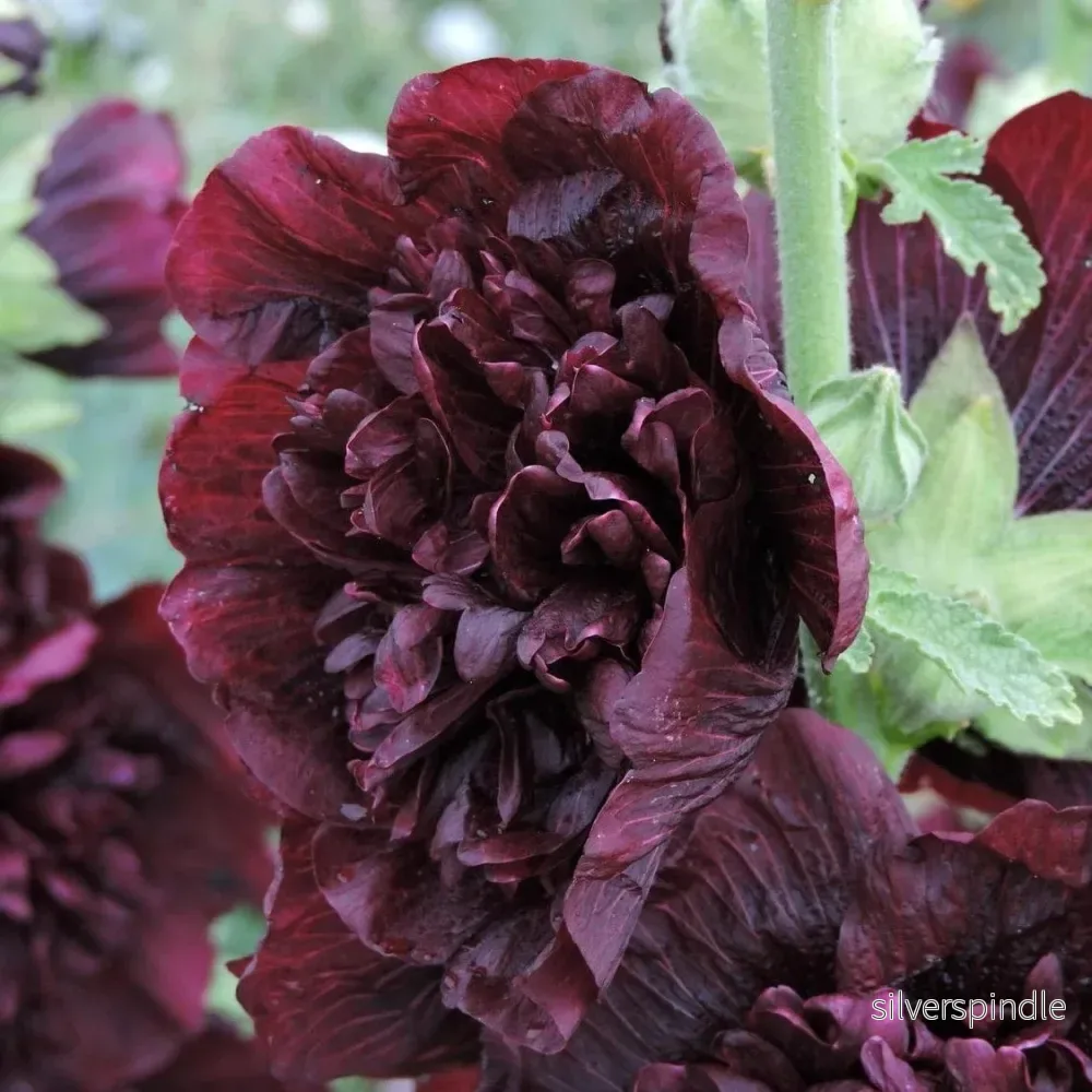 Stockros ‘Majorette Brown Red’ Stockros ‘Majorette Brown Red’