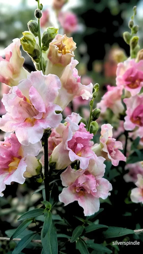 Lejongap ‘Doubleshot Appleblossom’ F1