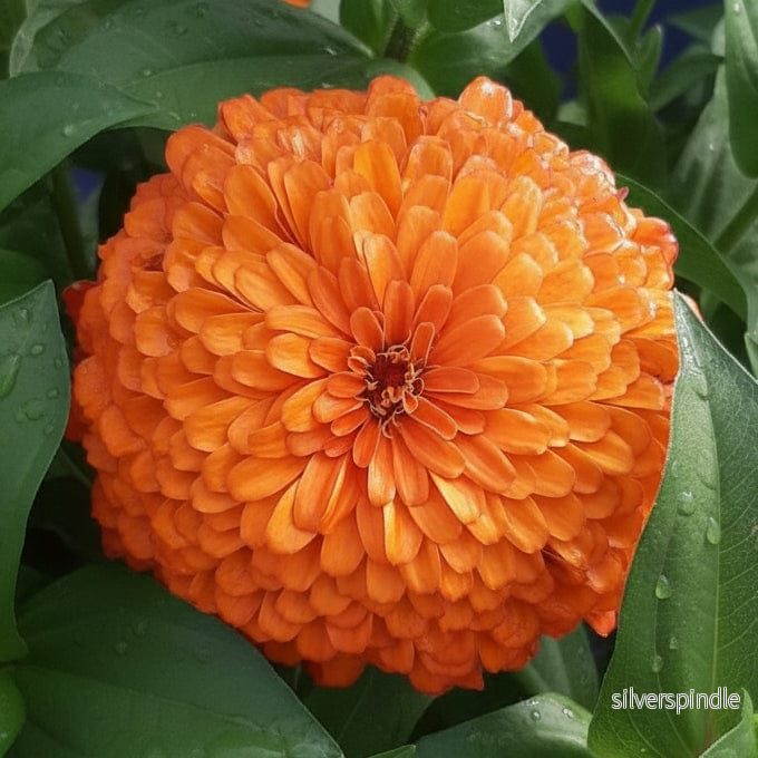 Zinnia ‘Benary Giant Orange’ Zinnia ‘Benary Giant Orange’