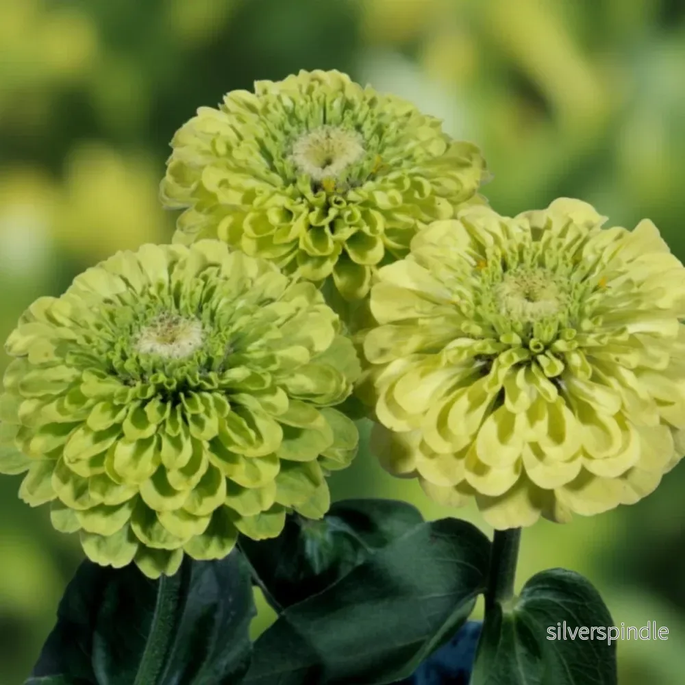 Zinnia ‘Envy Green Lime’ - Bild 2