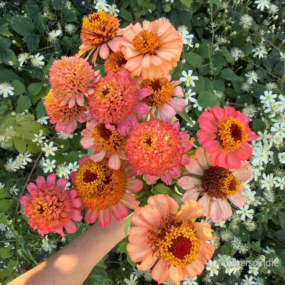 Zinnia ‘Zinderella Peach’ Zinnia ‘Zinderella Peach’