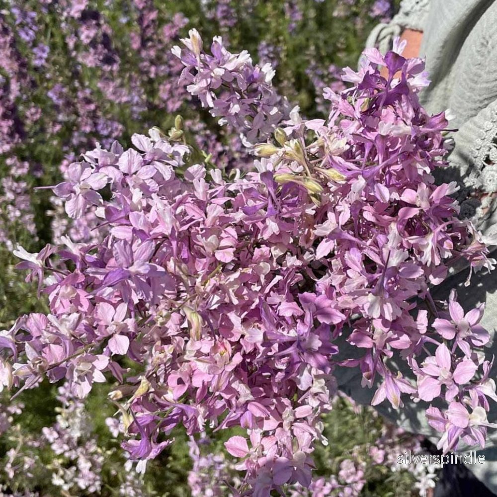 Riddarsporre ‘Fancy Belladonna’ - Bild 2