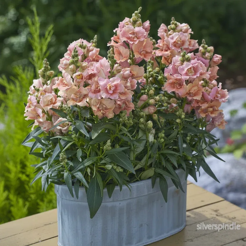 Lejongap ‘Twinny Peach’ F1