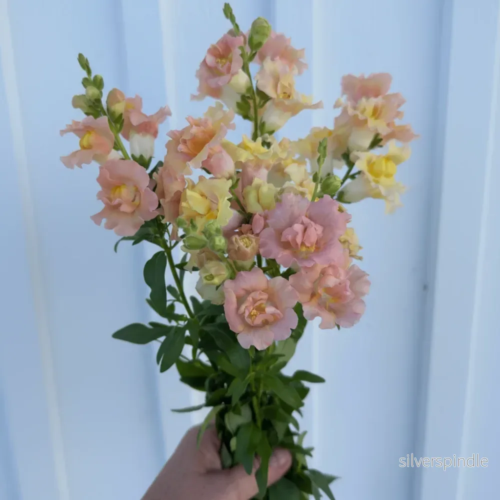Lejongap ‘Doubleshot Peach’ F1